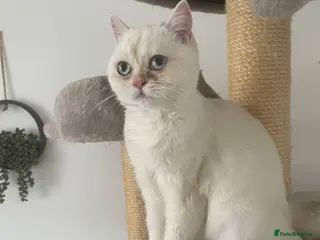 British Shorthair cats Beautiful White British Shorthair Female Blue Eyes - Advert 8