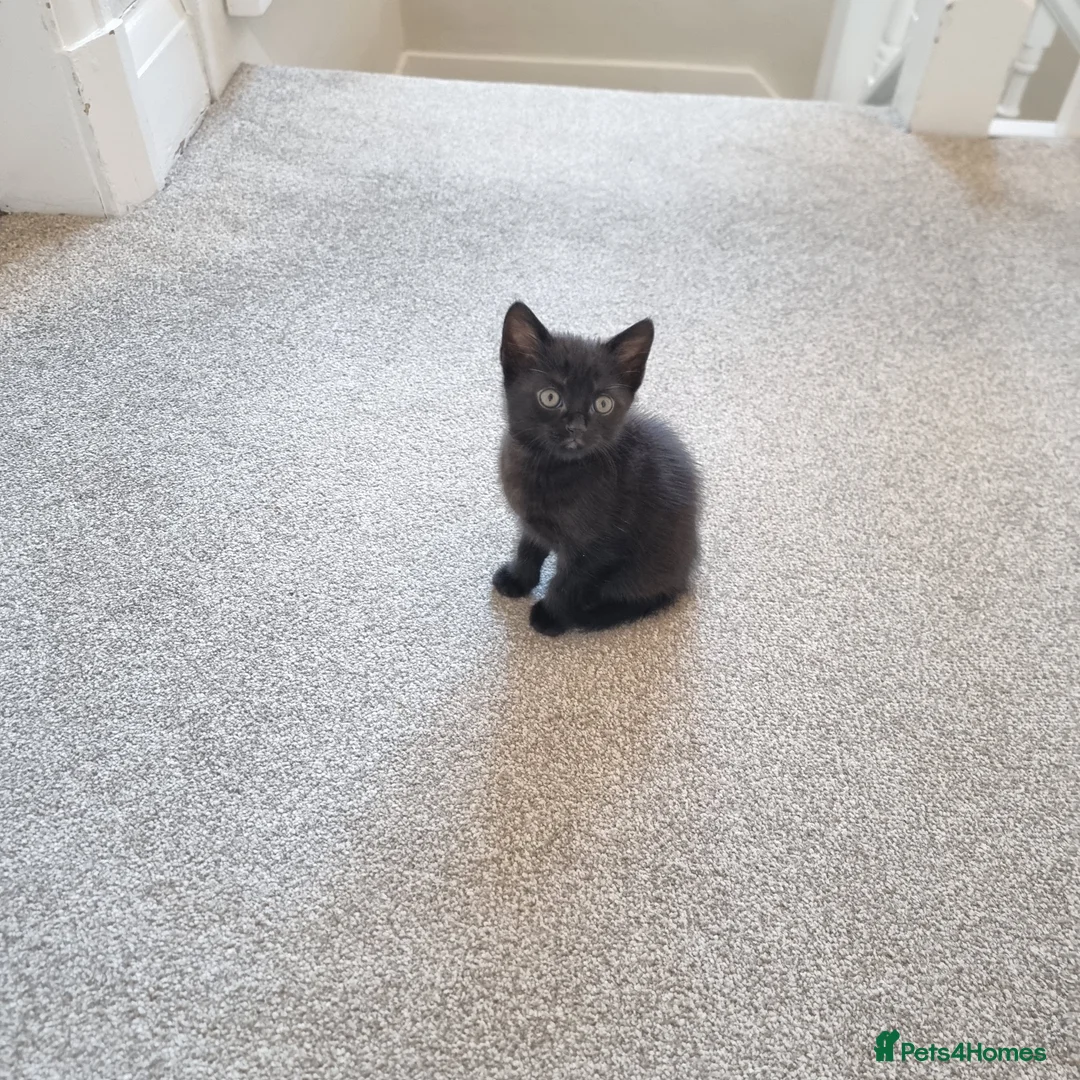 Scottish Fold cats for sale: Scottish straight x male kitten - Advert 3