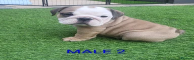English Bulldog 2