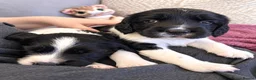 English Springer Spaniel dogs for sale: 🐾 KC Reg Springer Spaniels 🐾 - Advert 7