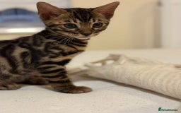 Bengal cats for sale: gorgeous pure bengal kittens  - Image 5