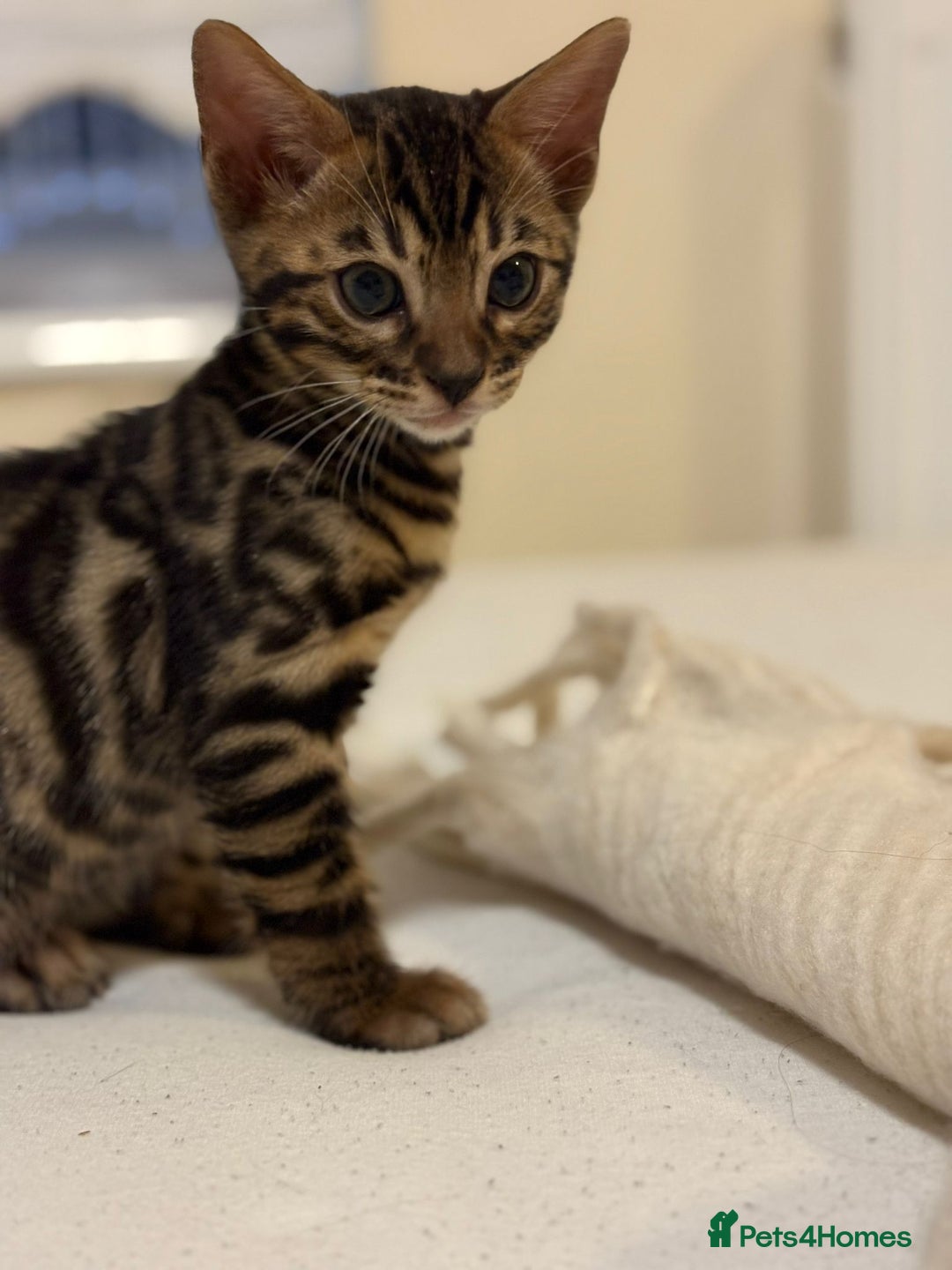 Bengal cats for sale: gorgeous pure bengal kittens  - Image 5