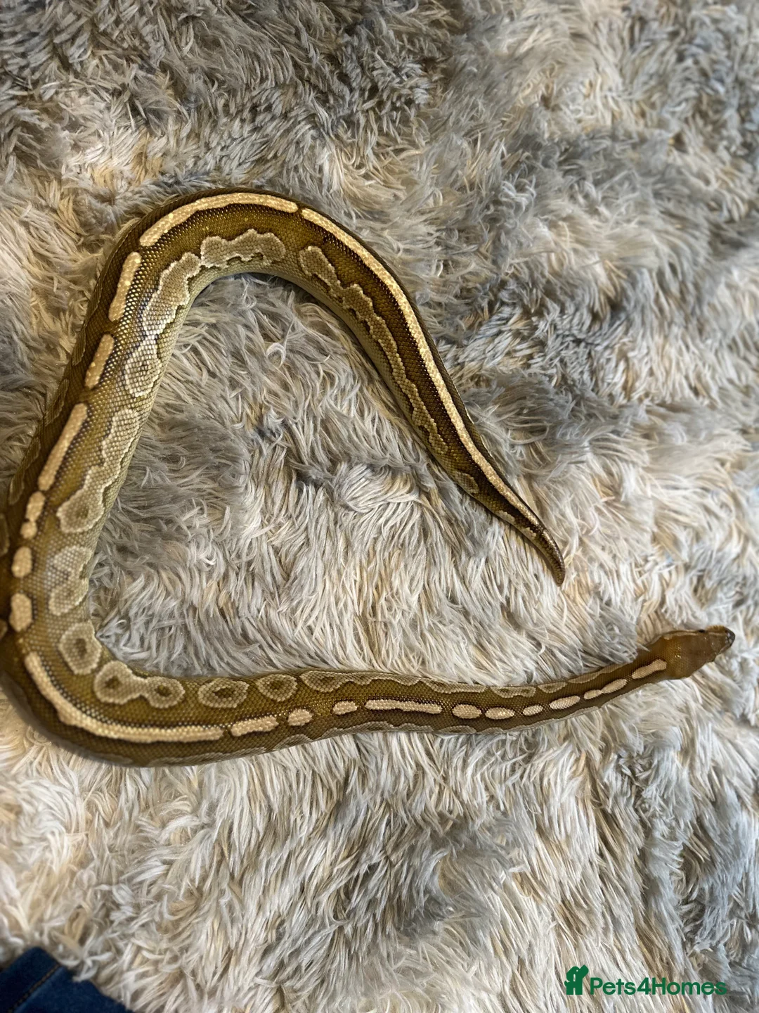 Python Snake reptiles for sale: Male Ball Python  in ELY - Advert 4