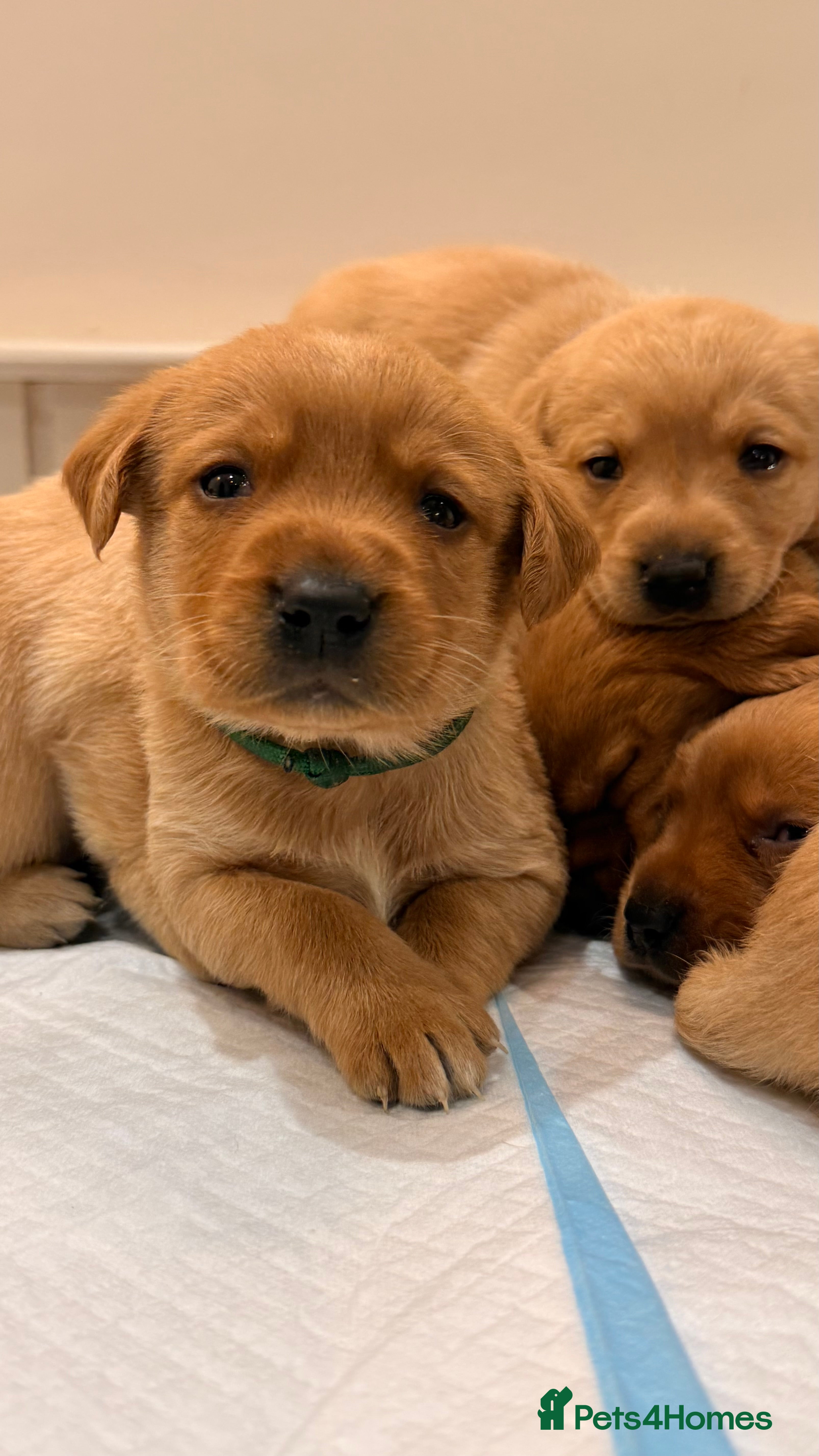 Labrador Retriever dogs for sale: Fox Red Labrador Pups – Raised with kids, Herts - Advert 2