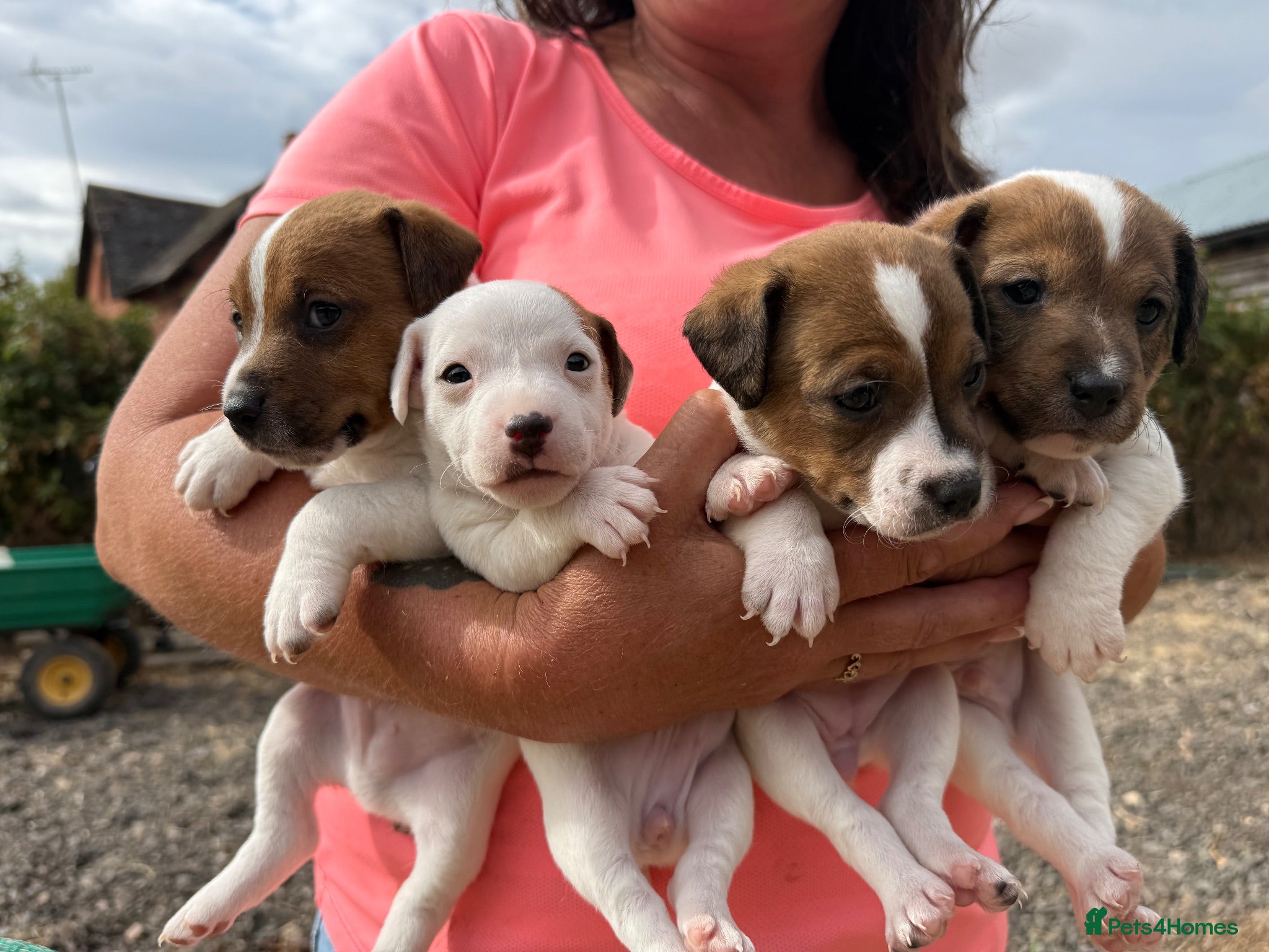 Jack Russell dogs Jack Russell Puppies - Advert 1