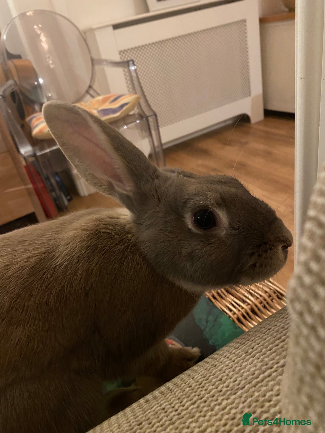 Mixed Breed rabbits for sale: Looking for forever home! - Advert 2