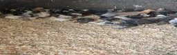 Chickens poultry for sale: Pekins silver laced Wyandotte silkies - Advert 4