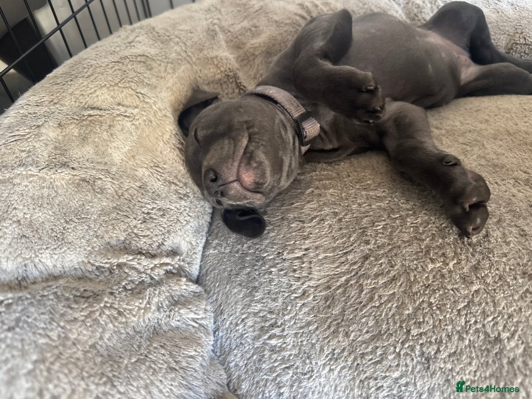 Staffordshire Bull Terrier dogs for sale: Blue Staffordshire terrier puppies/ 1 girl left  in Bristol - Image 7