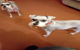 Miniature Schnauzer dogs for sale: Miniature Schnauzers females - Image 2