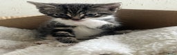Mixed Breed cats for sale: 3 Beutiful babies  - Advert 4