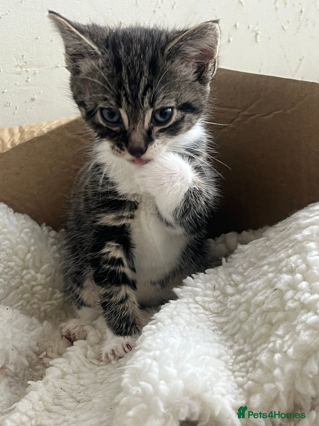 Mixed Breed cats for sale: 3 Beutiful babies  - Advert 4