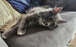 Ragdoll cats for sale: Chartreux cross Ragdoll grey Curly kittens - Image 2
