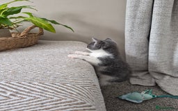 British Shorthair cats for sale: 4 Beautiful kittens - Image 7