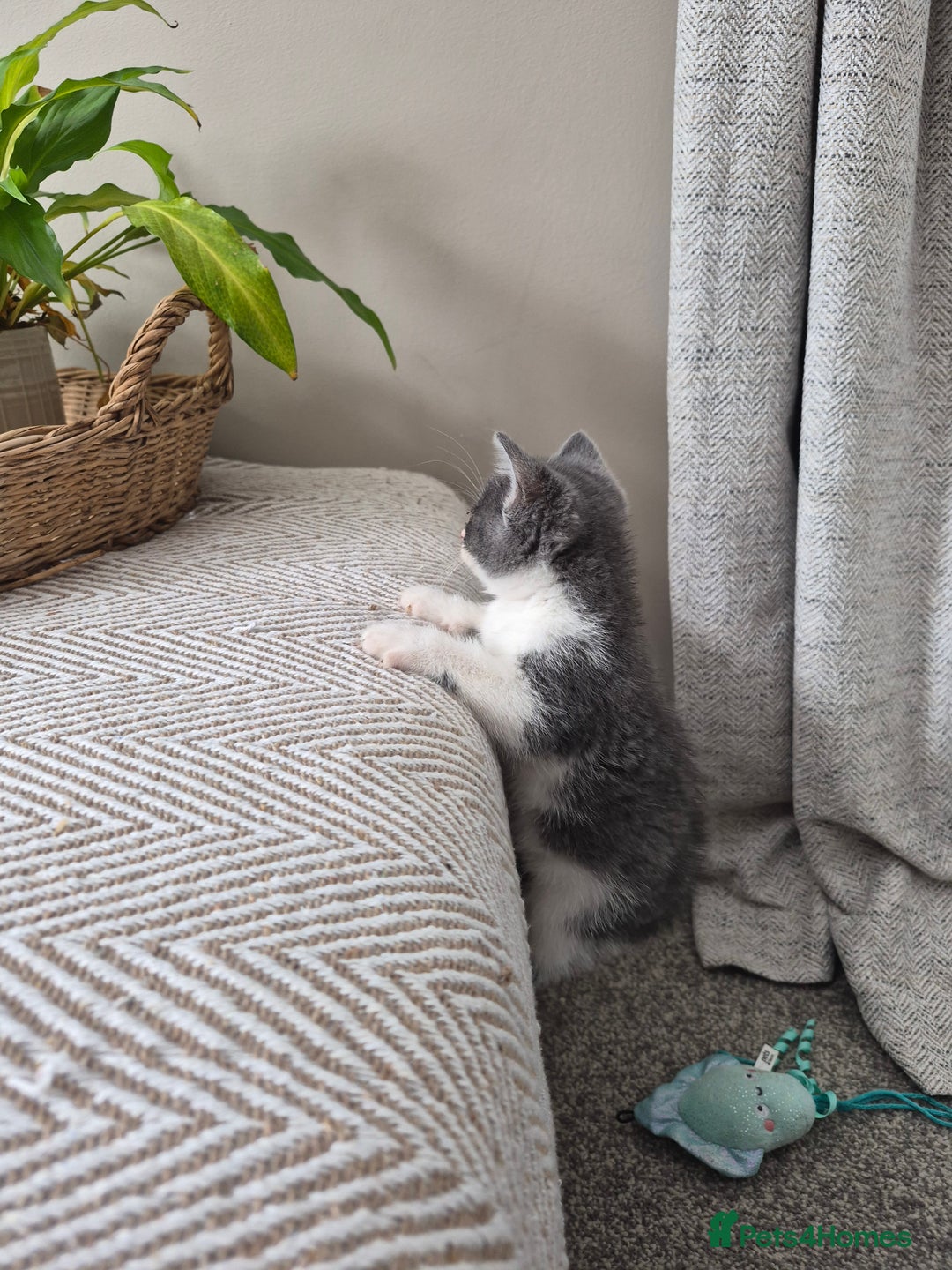 British Shorthair cats for sale: 4 Beautiful kittens - Image 7