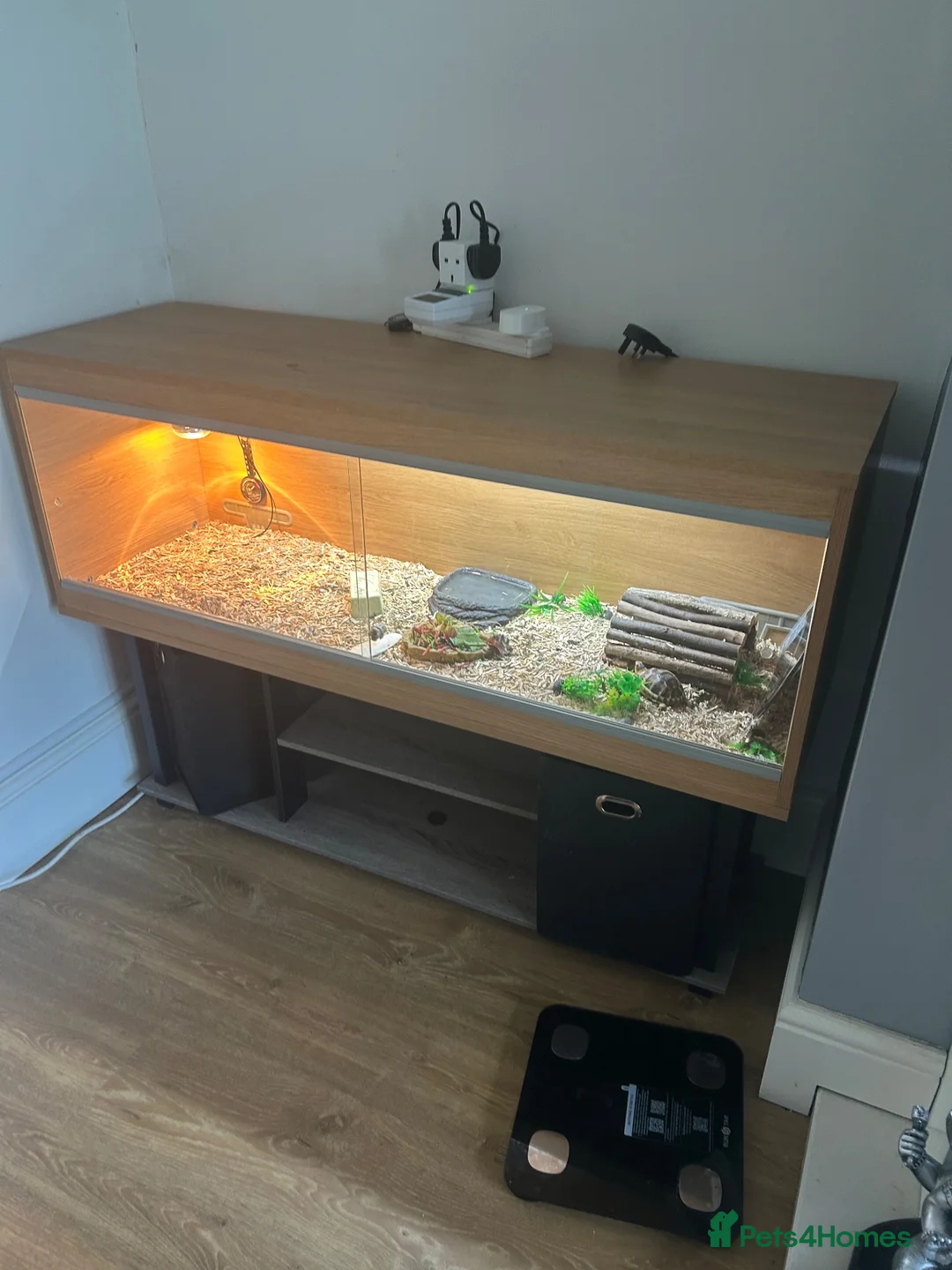 Tortoise reptiles for sale: Tortoise and house for sale  in Barrow-in-Furness - Advert 2