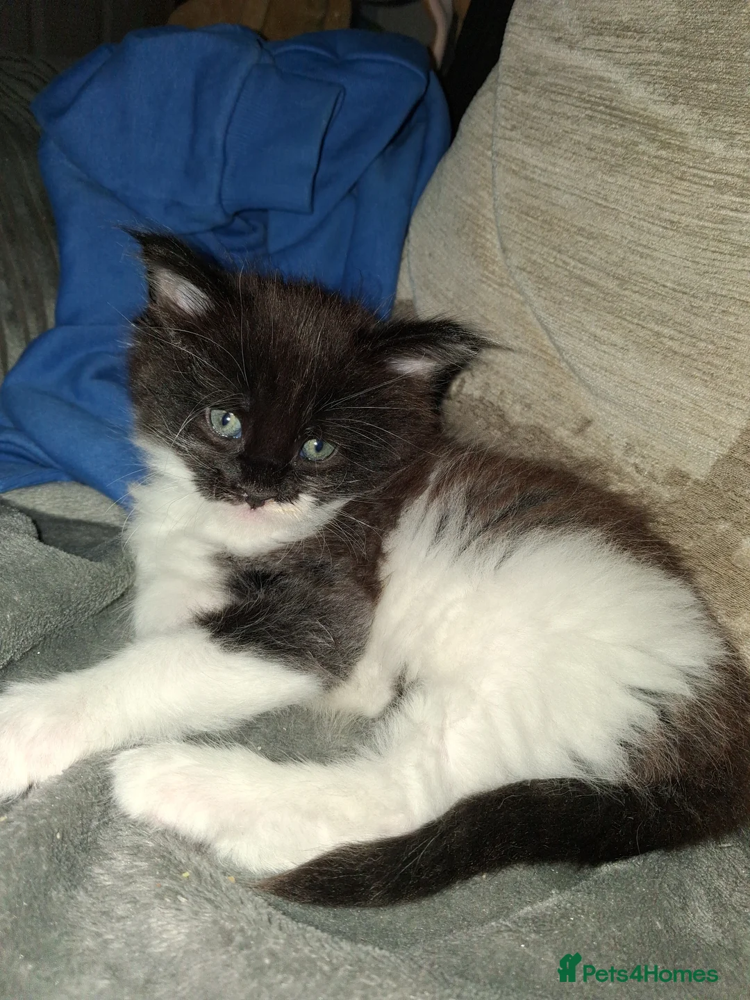 Maine Coon cats for sale: Male Maine coon kitten  in Warwick - Advert 7