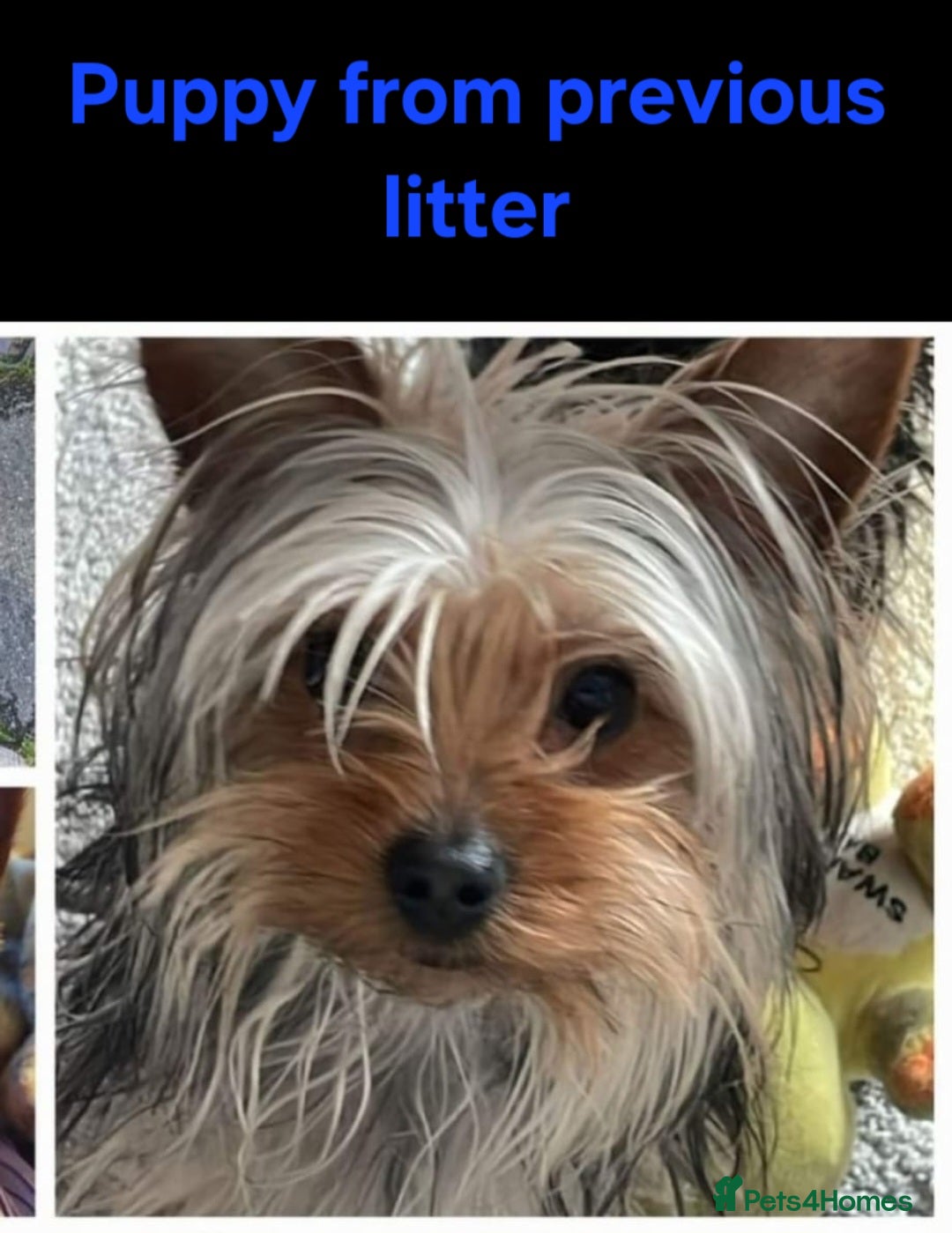 Yorkshire Terrier dogs for sale: YORKSHIRE TERRIER PUPPIES with OWN VET HEALTH CERT - Image 26