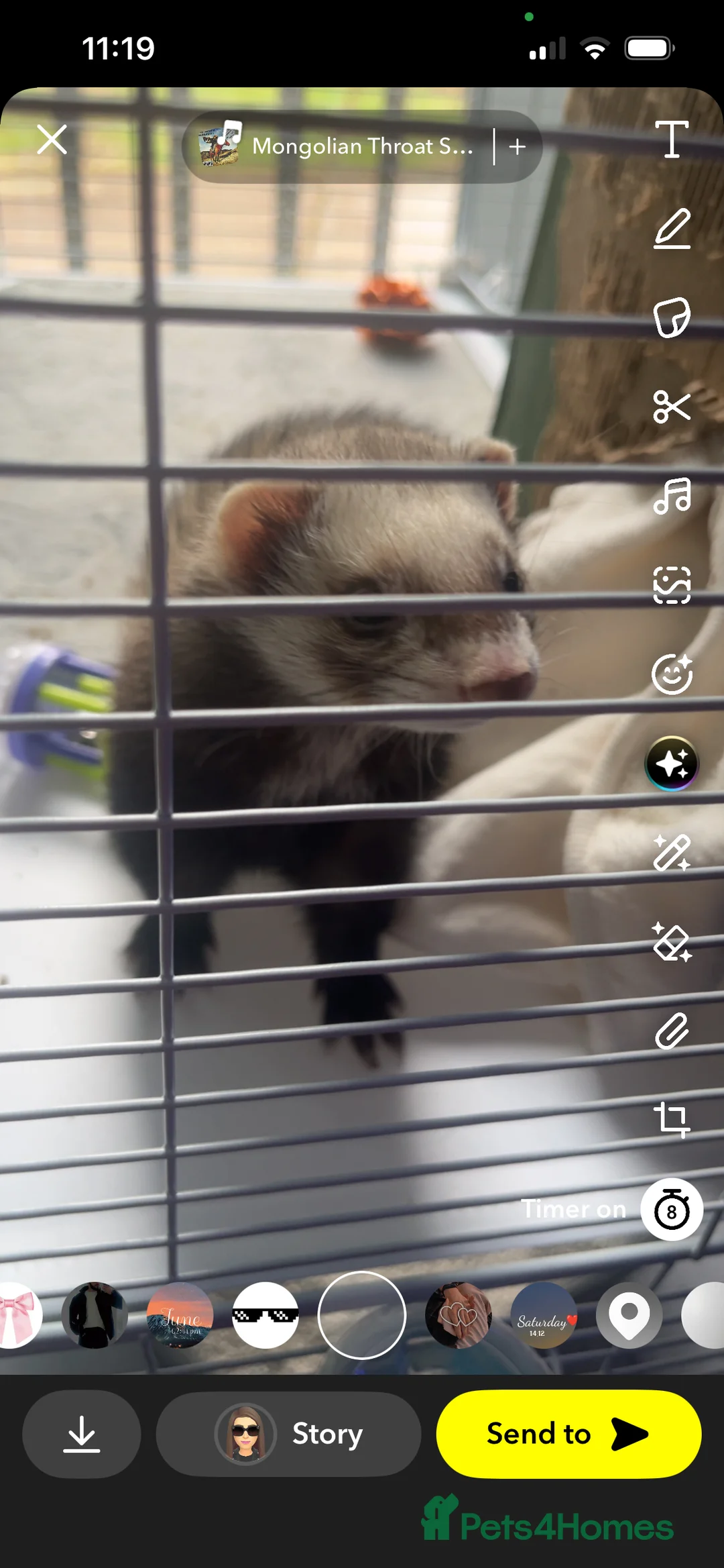Ferret rodents for sale: Trixie - Advert 5