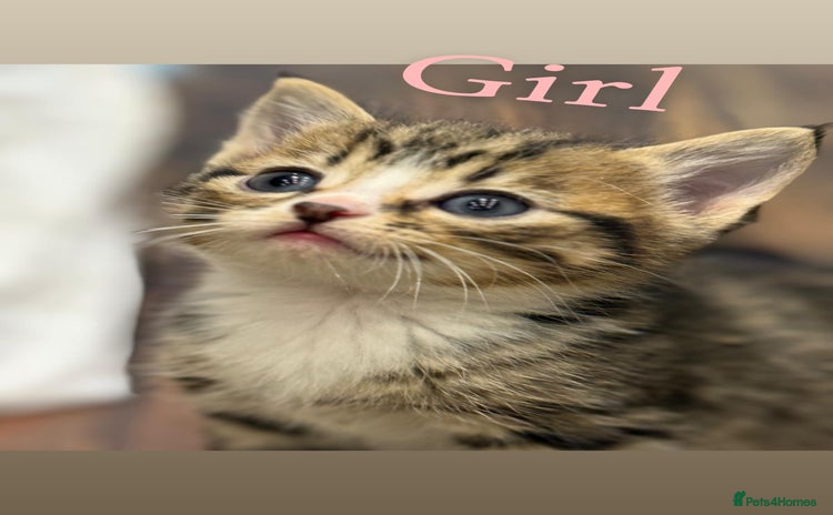 British Shorthair cats British shorthair mixed with tabby - Advert 6