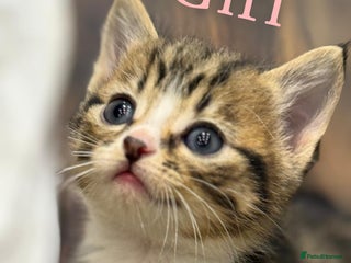 British Shorthair cats British shorthair mixed with tabby - Advert 6