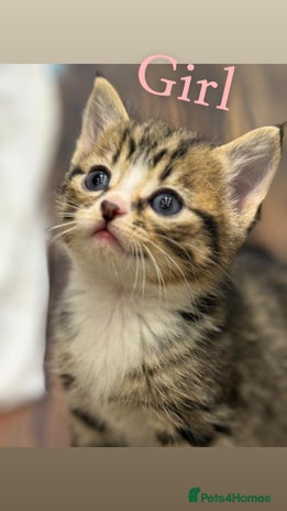 British Shorthair cats British shorthair mixed with tabby - Advert 6