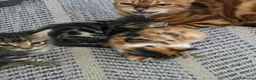 Mixed Breed cats for sale: Adorable Bengal x Shorthair Kittens  - Advert 3