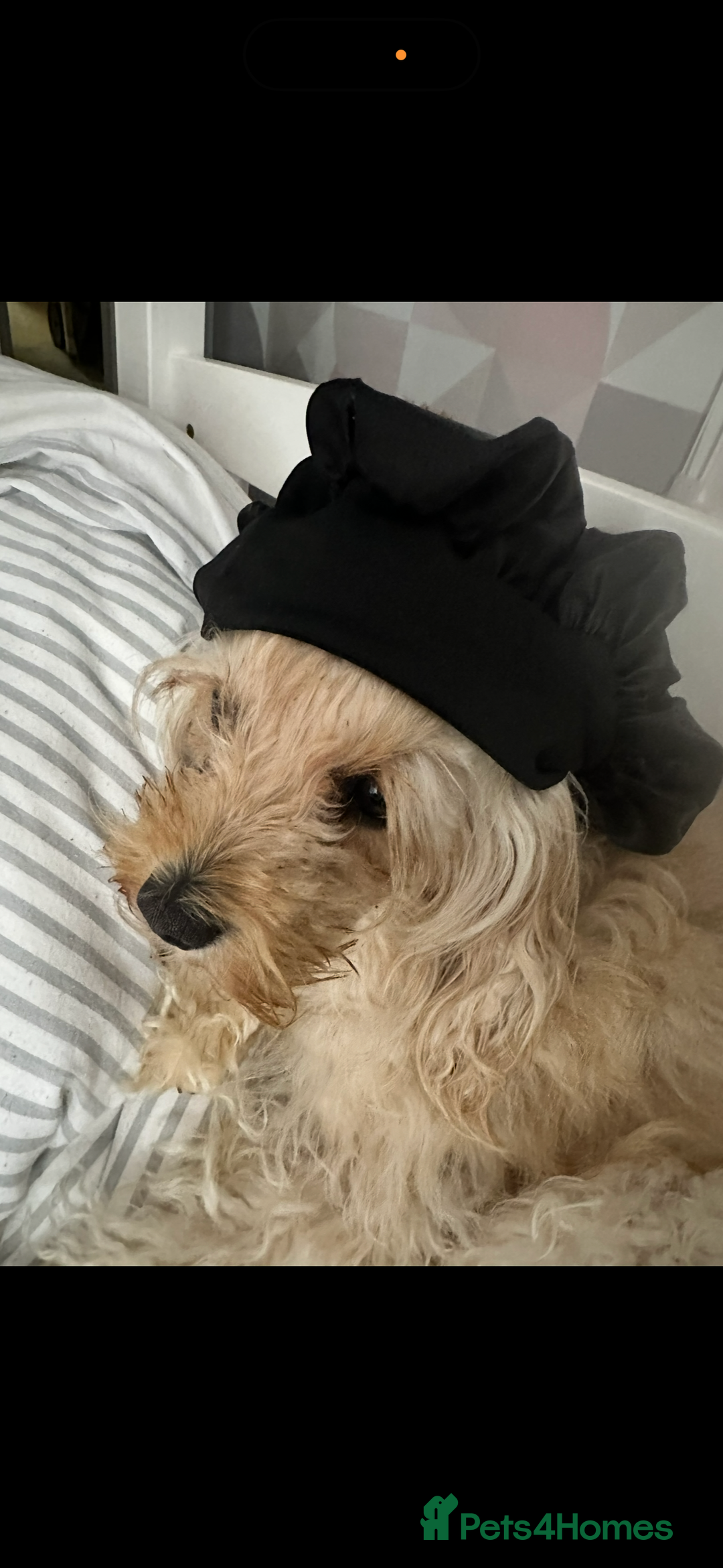 Cavapoo dogs for sale: 2 cavapoos needing to be rehomed together  - Advert 9