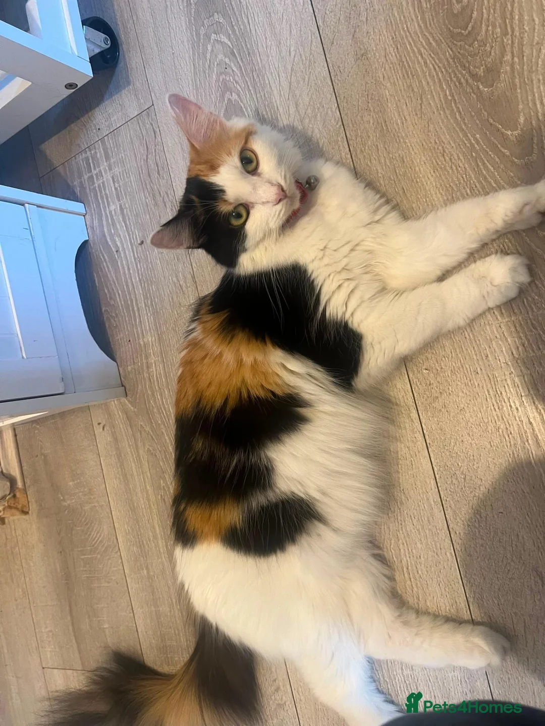 Brazilian Shorthair cats for sale: Two mothers and 4 babies in London - Advert 1