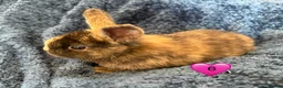 Mini Lop rabbits for sale: Pure bred mini lop bunnies - Advert 14