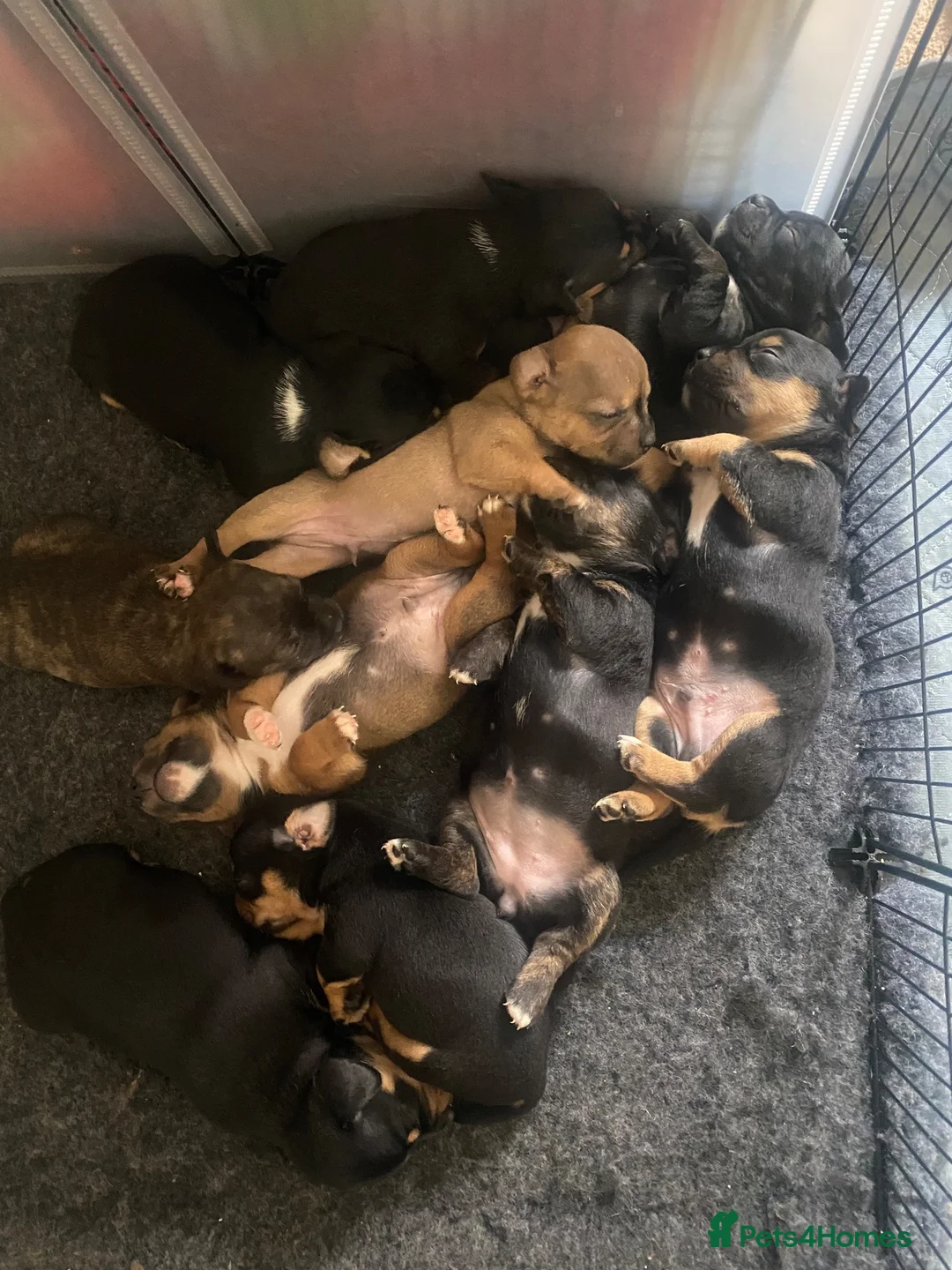 Mixed Breed dogs for sale: Frenchie Cross puppies - Advert 2