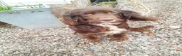 Sprocker dogs for sale: Sprocker puppies for sale  in Chelmsford - Advert 7