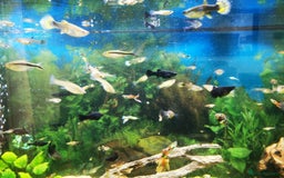 Mollies fish for sale: Mollies, dalmatians and black - Image 2