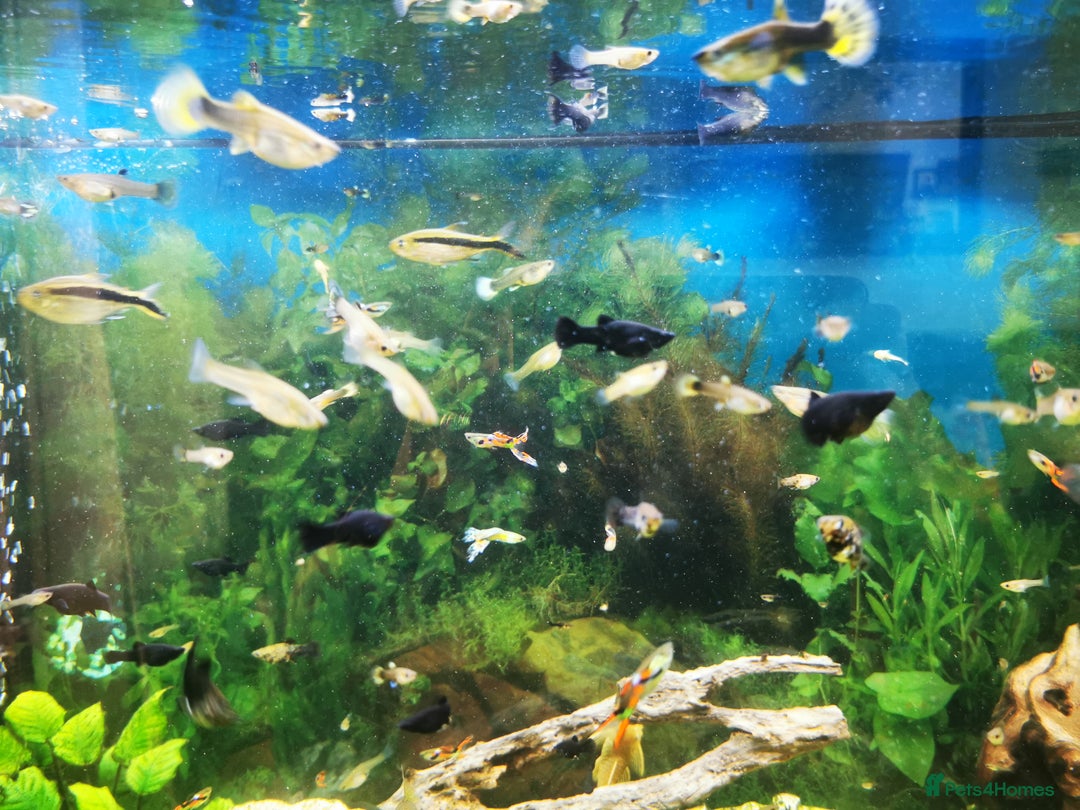Mollies fish for sale: Mollies, dalmatians and black - Image 2
