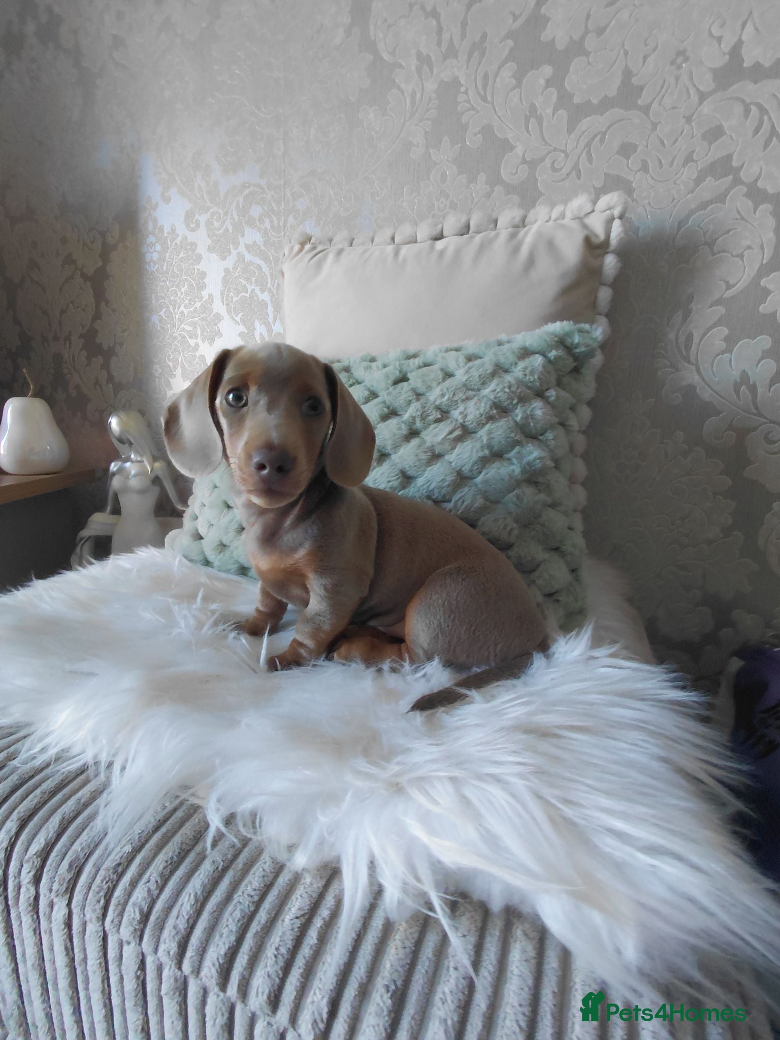 Dachshund dogs Stunning Dachshund Puppy - Advert 10