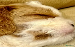 Cavalier King Charles Spaniel dogs for sale: Champion Sired KC Reg Cavalier King Charles  - Image 29