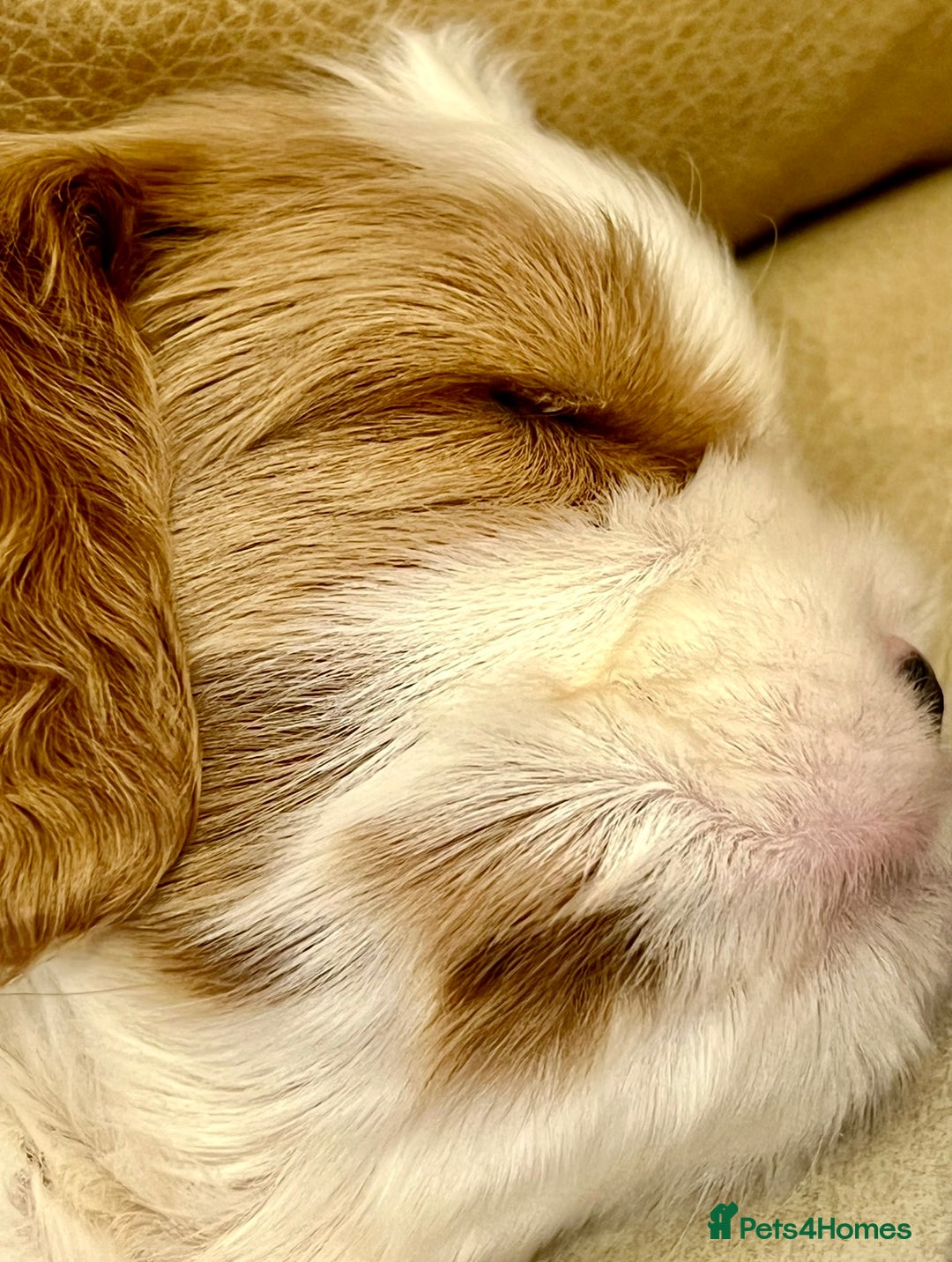 Cavalier King Charles Spaniel dogs for sale: Champion Sired KC Reg Cavalier King Charles  - Image 29