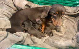 Miniature Dachshund dogs for sale: Two stunning miniature dachshunds lefts - Advert 5
