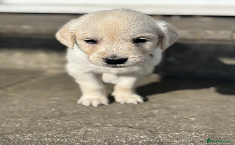 Golden Retriever dogs - Advert 4