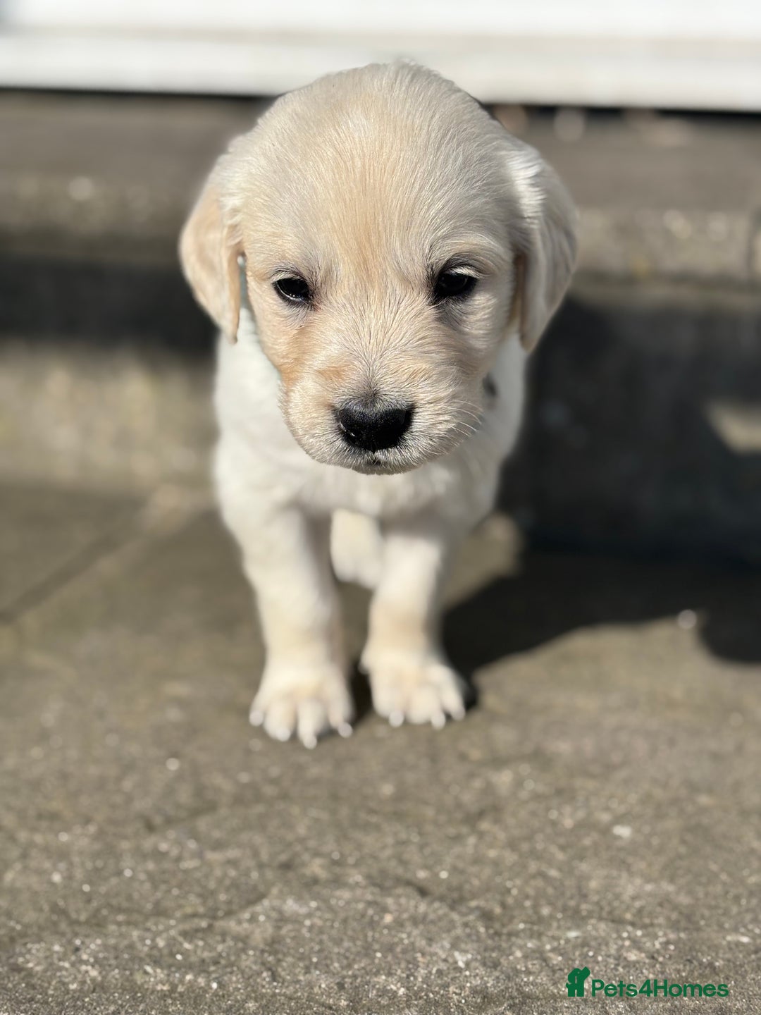 Golden Retriever dogs for sale: KC Registered Golden Retriever Puppies 🐾 - Image 1