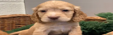 Cocker Spaniel 2