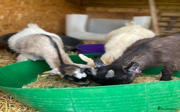 Goats livestock for sale: Six Pygmy goats for sale  - Image 4