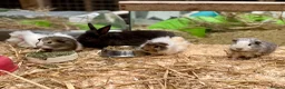 Guinea Pig rodents for sale: 10 week old male guinea pigs in Torrington - Advert 30