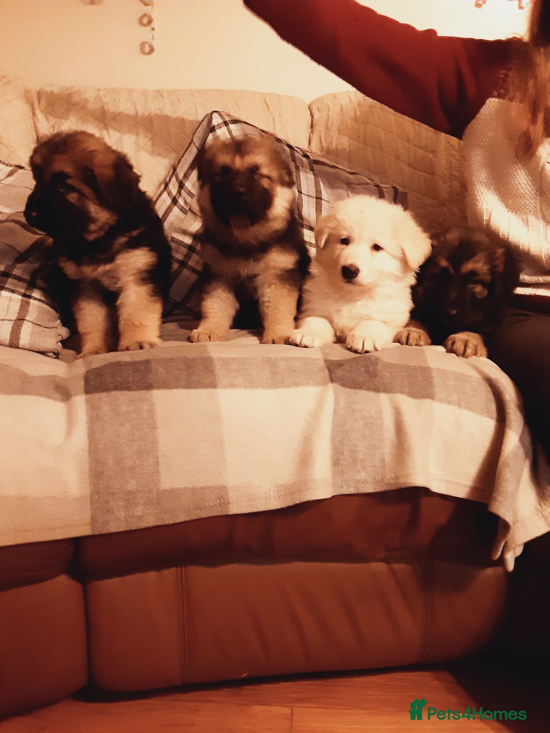 German Shepherd dogs for sale: Long haired German Shepherd pups - Advert 11