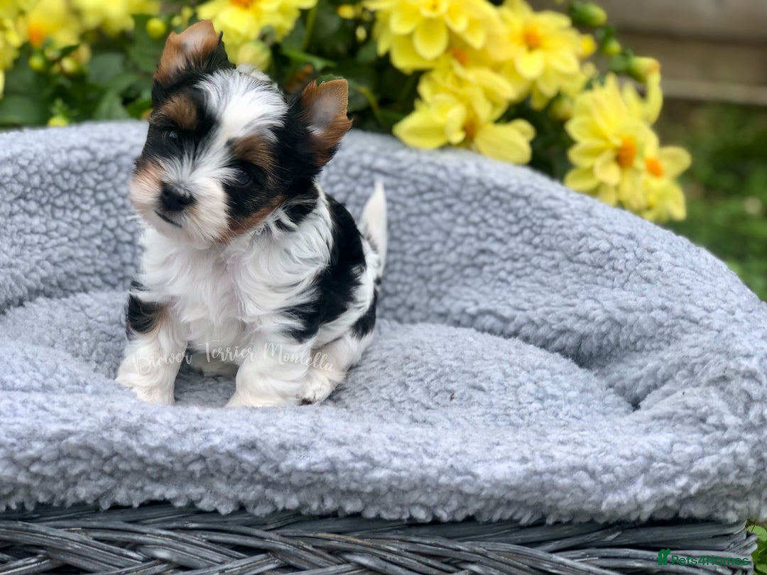 Yorkshire Terrier dogs for sale: One Beautiful Biewer Terrier Boy! - Image 4
