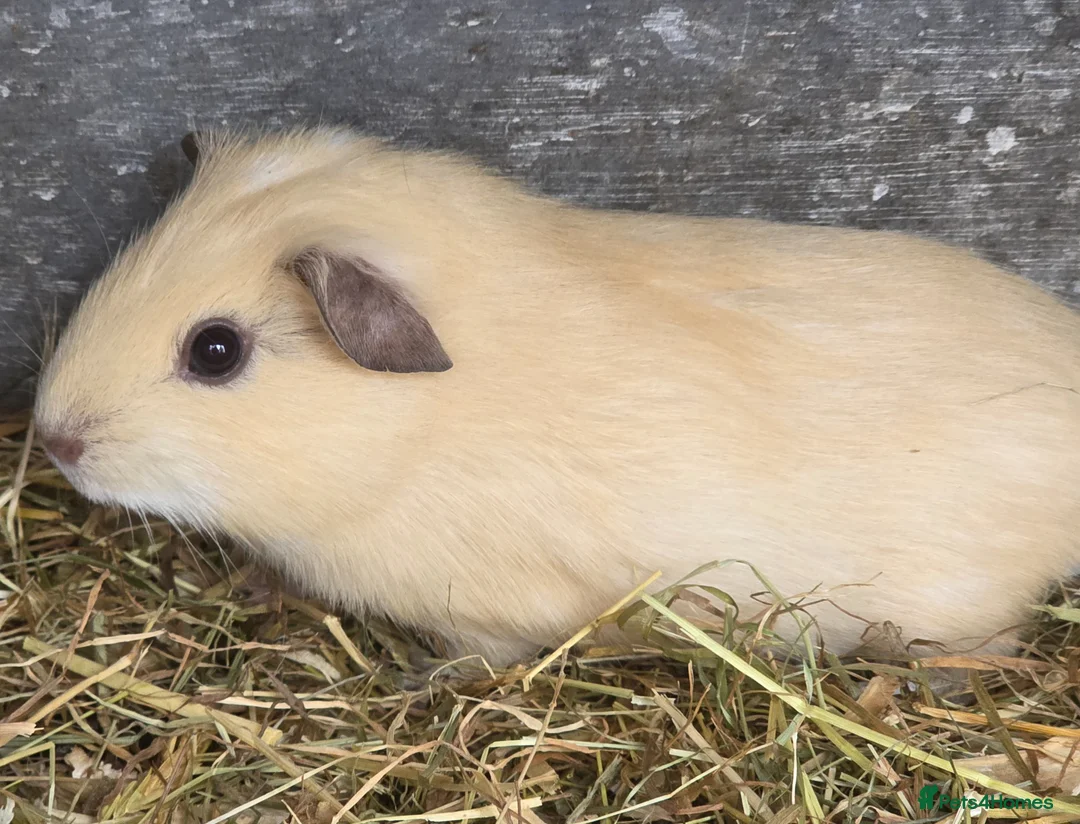 Guinea Pig rodents for sale: Gorgeous baby guinea pigs  - Advert 2