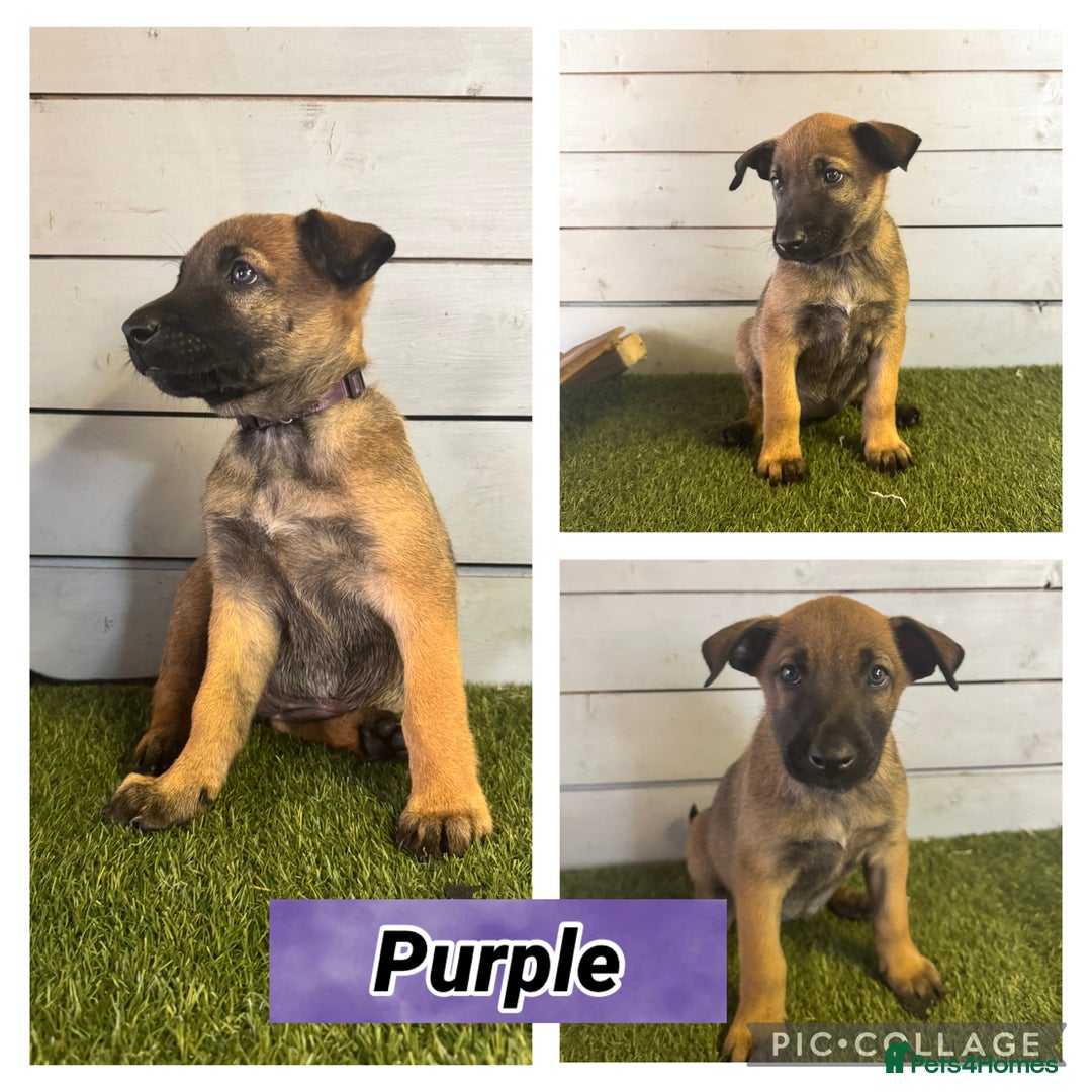 Belgian Shepherd Dog dogs for sale: Belgian malinois puppies  - Image 18