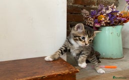 Mixed Breed cats for sale: Four beautiful little kittens - Image 19