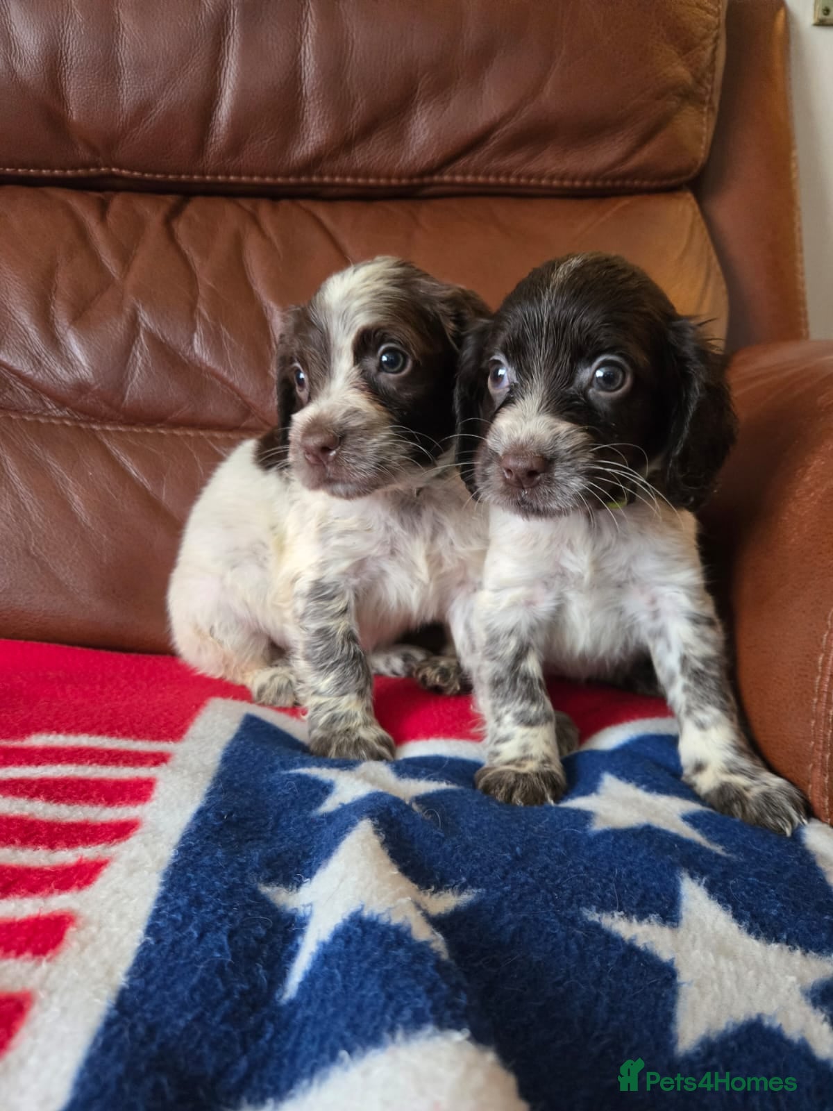 Cocker Spaniel dogs Stunning Cocker spaniel  - Advert 1