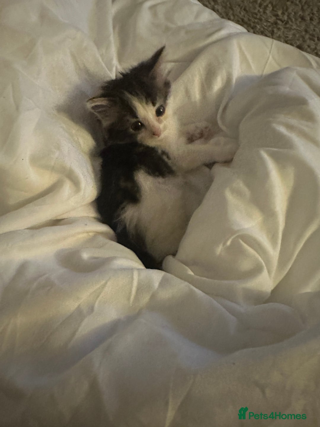 Mixed Breed cats for sale: Persian mixed bread kittens  - Advert 9