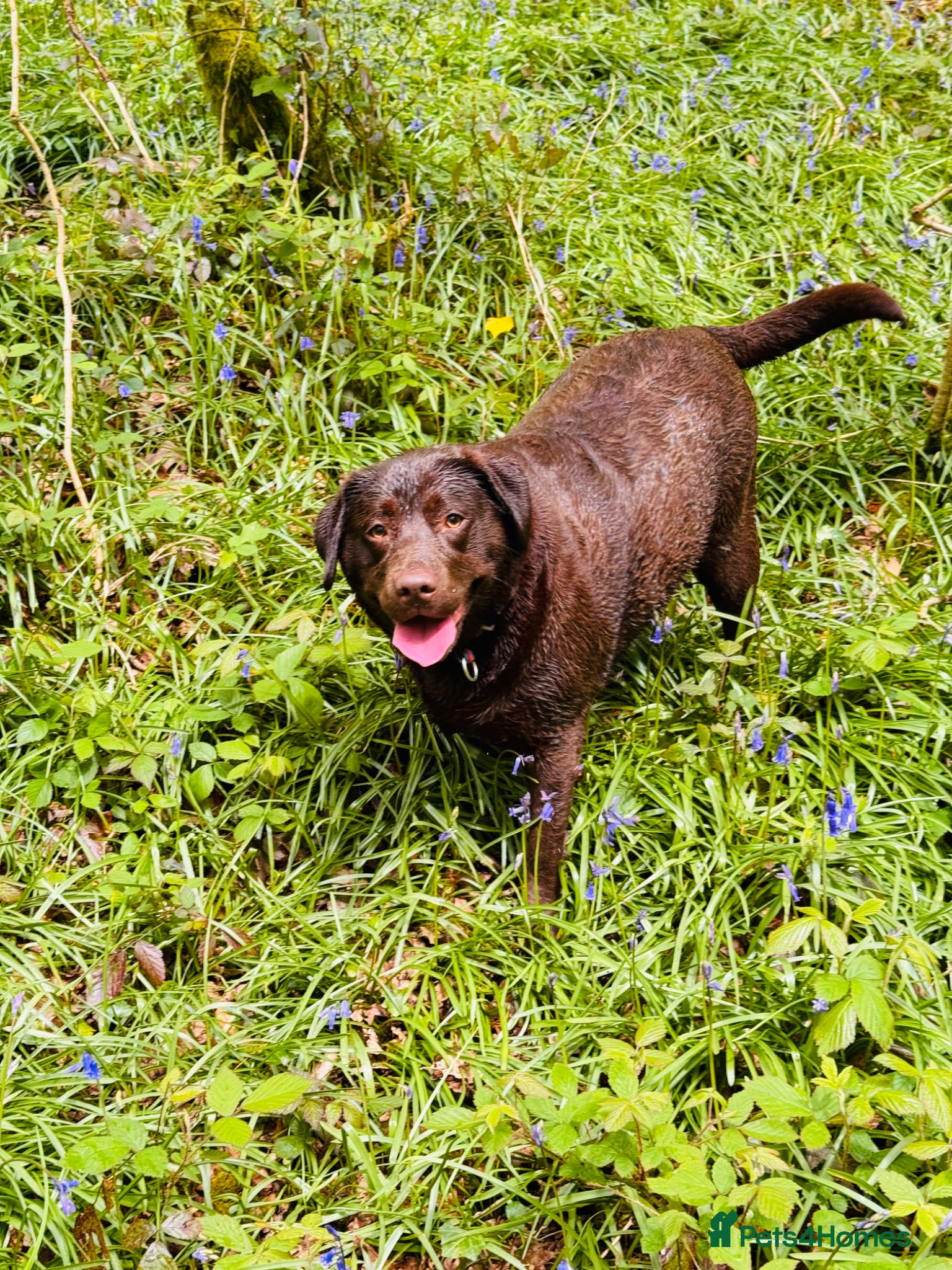 Labrador Retriever dogs Chunky Labrador puppies - Advert 3
